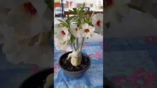 Rare Imported Adenium Plant Online Sale 🔥 #adenium #plants #flowers #garden