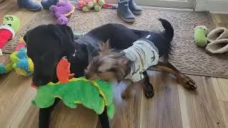 Coco and Duncan play tug-of-war @FOCCASRescue 