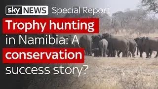 Trophy hunting in Namibia: A conservation success story?