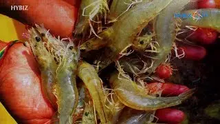 Ananda Aqua Exports - Integrated Food for Tilapia, Pangasius, Rohu, Catla | AquaEx India