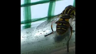 Sun Fly - Helophilus pendulus -  and  Drone Flies - Eristalis tenax - Sveifur - Sveifflugur