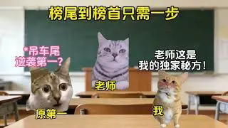 榜尾到榜首只需一步！！ #猫meme  #猫meme小剧场 #猫meme剧场 #内容过于真实 #搞笑