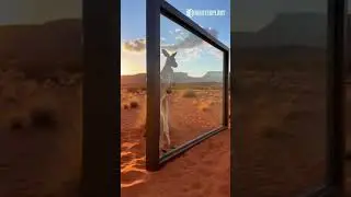 Cosa succede quando un canguro vede il suo riflesso in un vetro MasterPlast?Succede questo. 🥊💥​Il no