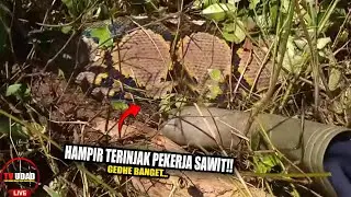 Viral K0nFL1k Ular Raksasa Dan Pekerja di Hutan Sawit!! Pekerja Sering Menjadi M4n9s4nya...