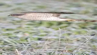 Sparrowhawk in flight #short by 