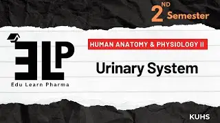 Urinary System | Human Anatomy & Physiology II | Second Semester | B Pharm