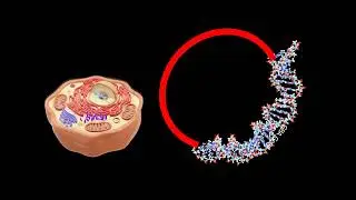 Gene therapy for Gaucher's disease (Phase2)