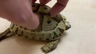 Ticklish Tortoise #shorts