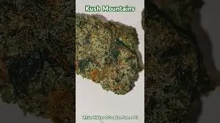Kush Mountains - White Walker OG x Blue Flame OG - #florida #freetheplant #newyear2025 #flowers