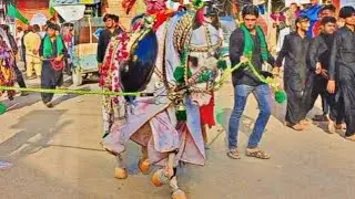 7 Moharam 2021|Zuljanah ka Safar|Procession/جلوس|Bor Badshah|Tando Agha Hyderabad
