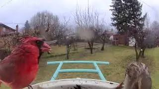A male Northern Cardinal fighting sparrows at a Netvue Birdfy Smart Bird Feeder