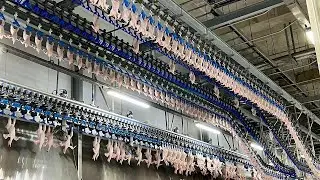 Chicken Soup Mass Production Process | Factory in Korea