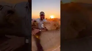 Man Shares Emotional Bond With Two Wild Male Lions | Rare Human&ndash;Lion Trust in African Savanna #Lion