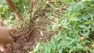 ANG LAKI NA ANG LAMAN PWEDE NA HARVESIN