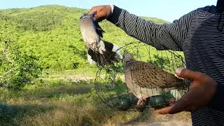 System Unique Dove Trap That Work 100% | Quick Birds Trap Technique