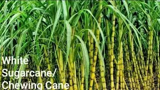 How To Grow White Sugarcane | Chewing Sugarcane Growing & Harvesting - A to Z Sugarcane Plantation
