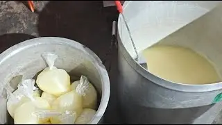 krim deshi ghi banane ke liye nikal rahe hai ji guruji #5% #Krishna Dairy Farm Paju Kalan  is live