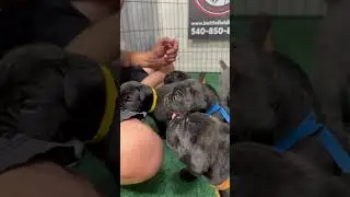4 week old Cane Corso puppies!  Import show lines.