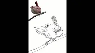#chaffinch #birds #february #artonyoutube #illustration #procreatetimelapse #art #welcomefebruary