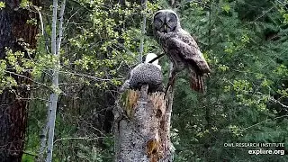 Owl Research Institute / Great Grey Owls ~ Dad delivers to Mom and 2 Owlets ~ 5/10/2025/explore.org