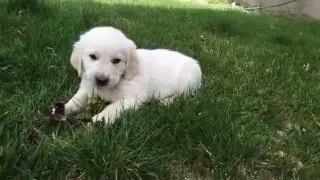 Champion Sired English Golden Retriever Puppy 6 Weeks