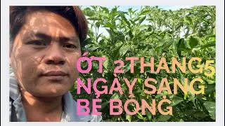 Ớt sạng bẻ bông