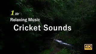 Cricket sounds. Night time sounds for sleep. Cricket sound effect for sleep and relaxation