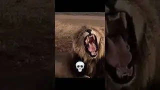 The yawns can be very scary 💀 #animals #shorts #viralvideo