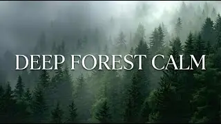 Deep Forest Calm 🌲 Relaxing Nature Music for Sleep, Meditation & Stress Relief