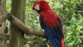 Scarlet Macaw | Otters Bite | Abhigna patel | Ayansh daily masti |
