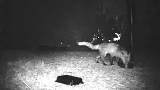 mangy fox eating dog food
