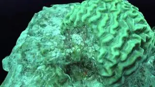 3D Model of Brain Coral made from photos using Autodesk's 123D Catch