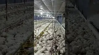 C&S poultry farm like subscribe channel #poultryhouse #poultryfarm  #chicken #poultrybusiness