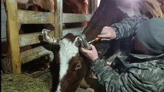 Подарок корове на Новый год/Пополнения не случилось