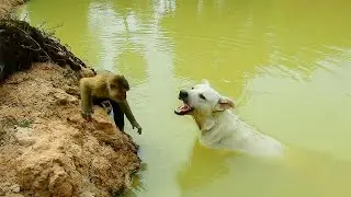 Help Me ! SokYaa Found OG Swim Very Well, React Like This