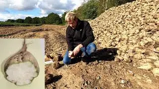 Zuckerr&uuml;benernte - Fortsetzung