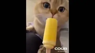cat  brain freeze