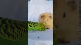Bird Steals Food From Hamster - 1150489