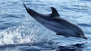 Interesting facts about striped dolphin by weird square