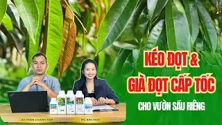 KÉO ĐỌT - GIÀ ĐỌT CẤP TỐC CHO VƯỜN SẦU RIÊNG MÙA NÀY
