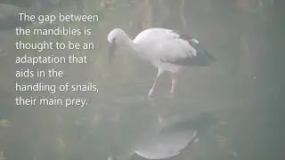 ASIAN OPEN- BILLED STORK.FEEDING BEHAVIOUR.