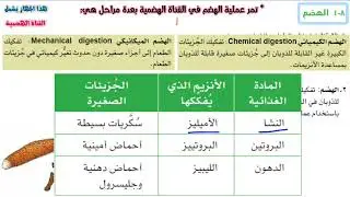 الهضم للصف التاسع - أحياء
