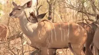 Wild Dogs Hunting Kudu! Unbelievable Herd of Elephant Chasing Wild Dogs Save Antelope Kudu Success