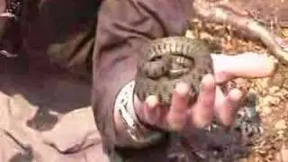 Britain in COLD BLOOD - The Grass Snake (natrix natrix)