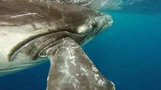 Close-up whale underwater in Pacific Ocean.