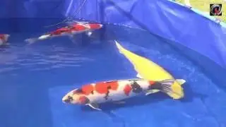 BKS 2016 koi show Grand Champion B NL