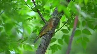Juvenile Painted Bunting song