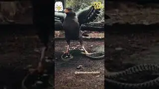 Eagle 🦅 (king cobra 🐍 #video #shorts #shortsyoutube #animals #danger #song#movie