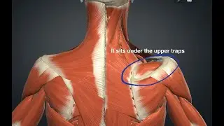 supraspinatus sensor reset technique