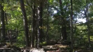 Early Morning In a Cretaceous Forest.